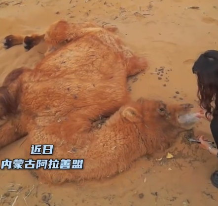 牧区女孩成功救下脱水骆驼 网友：人美心善