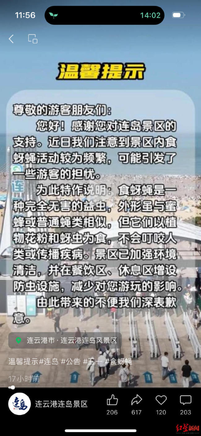 连云港海边现大量食蚜蝇 景区回应 已加强环境清洁