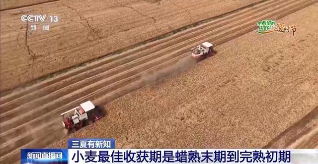 小麦适收期只有3到5天 几成熟收最好？怎样判断蜡熟末期？